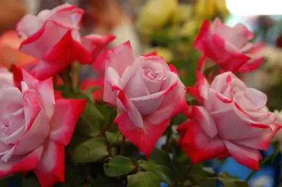 rose-paradise-2