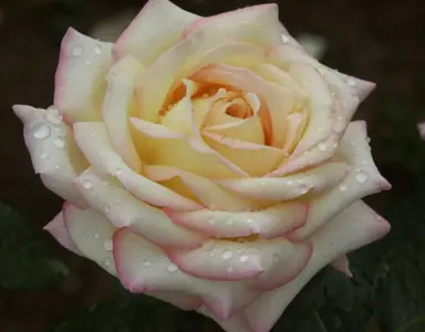 rose-peace-1