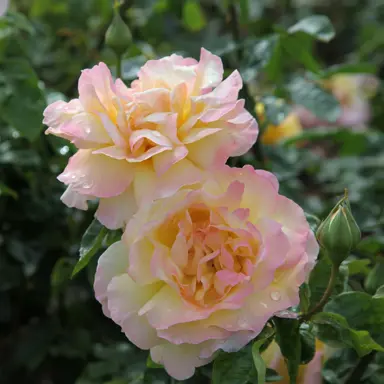 rose-peace-4