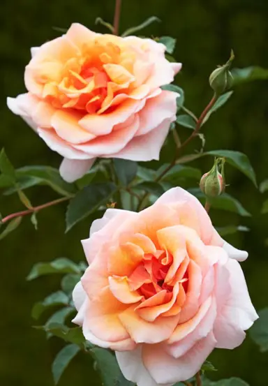 rose-scent-to-remember-4