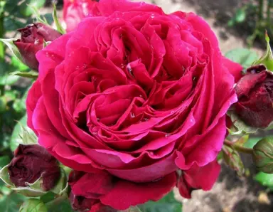 standard-rose-simply-stunning-