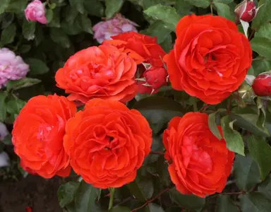 rose-trumpeter-2