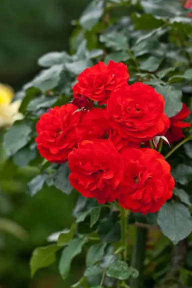 rose-trumpeter-3