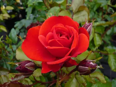 rose-trumpeter-4