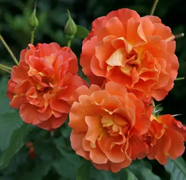 climbing-rose-westerland-