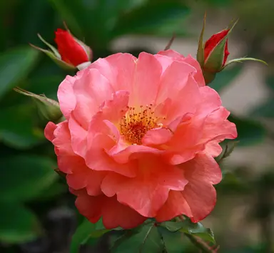 climbing-rose-westerland-4