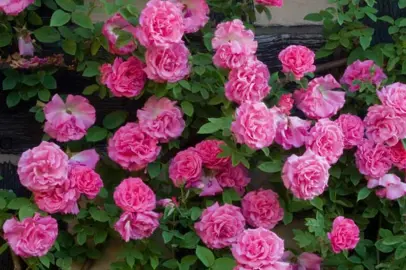 climbing-rose-zephirine-drouhin-4