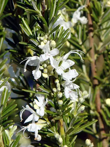 rosmarinus-officinalis-lady-in-white-