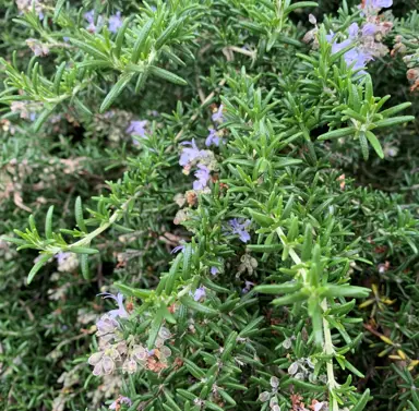 Rosemary 'Mason's Finest' plant with blue flowers.