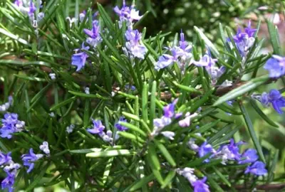 Rosmarinus lavandulaceus foliage and blue flowers.