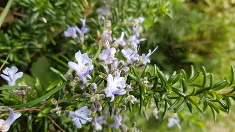 Rosmarinus officinalis 'September Blue' plant with green foliage and blue flowers.