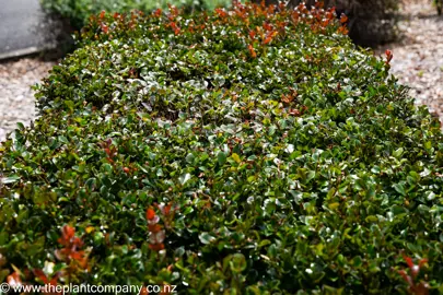 Royena lucida hedge with dark green and red leaves.