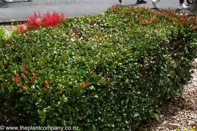 Royena lucida hedge with dark green and red glossy foliage.