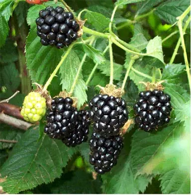 rubus-fruticosus-