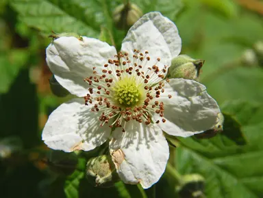 rubus-fruticosus-1