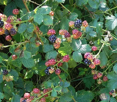 rubus-fruticosus-2