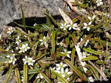 rubus-parvus-1