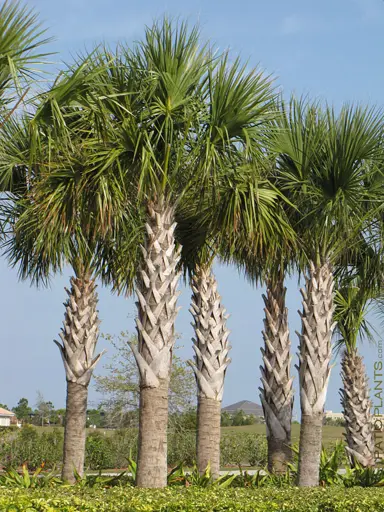 sabal-palmetto-