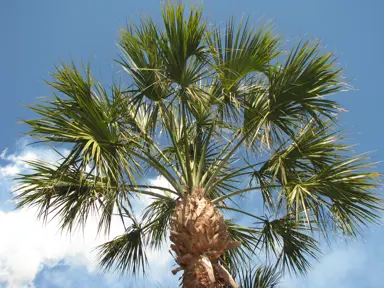 sabal-palmetto-4