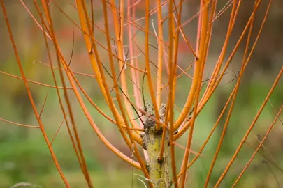 Salix alba britzensis tree with orange stems.