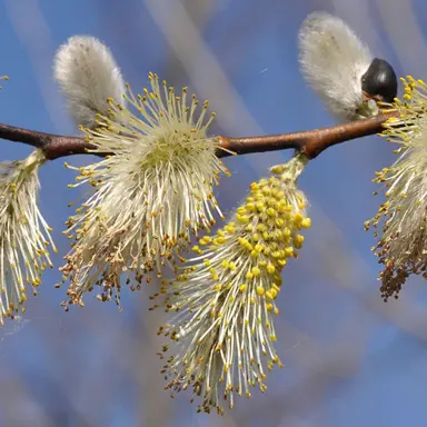 Salix caprea flowers.