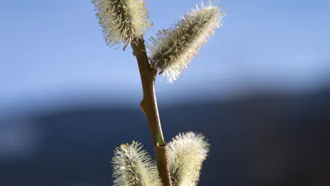 Salix daphnoides flowers on a tree.