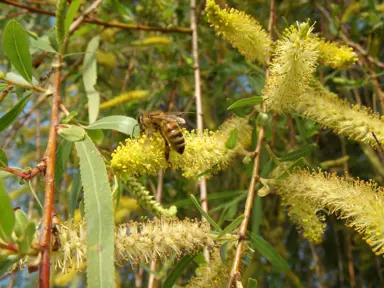 Salix humboldtiana flowers and foliage.