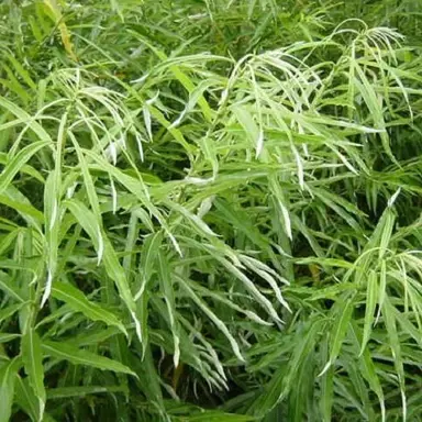 Salix kinuyanagi green foliage.