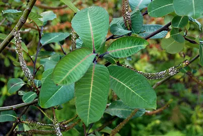 Salix magnifica foliage.