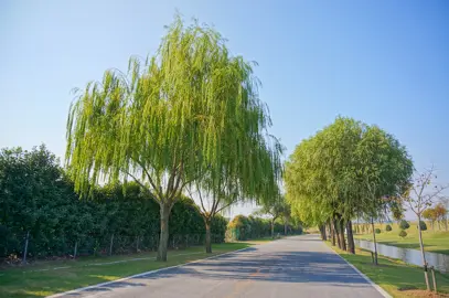 Salix matsudana Pendula trees.