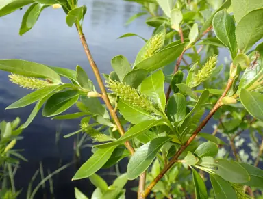 Salix pentandra foliage.