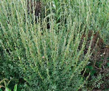 salix-repens-argentea-1