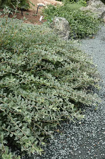 salix-repens-argentea-2