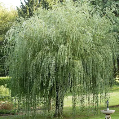 Salix sepulcralis chrysocoma tree with weeping foliage.