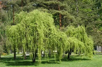 Salix tortuosa aurea tree.