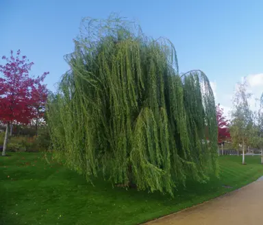 Salix vitellina pendula tree.