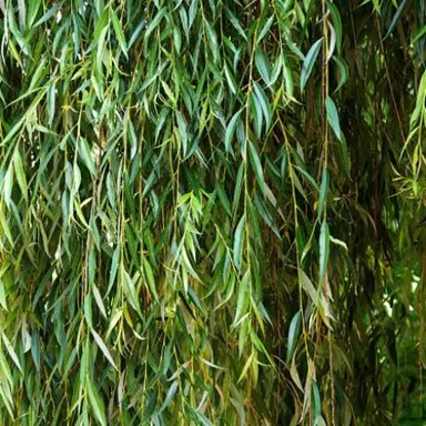 salix-babylonica-1