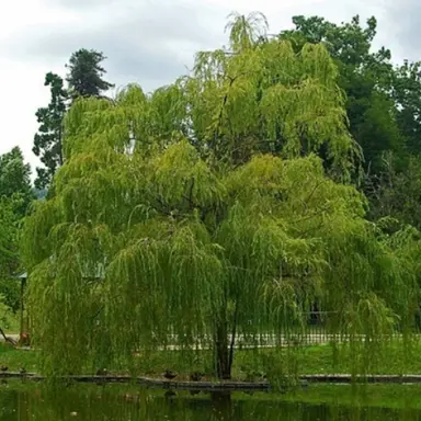 salix-babylonica-2