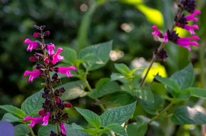 Salvia 'Amante' plant with dark pink flowers and lush, green foliage.