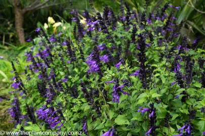 Salvia Amistad with purple flowers and lush green foliage.