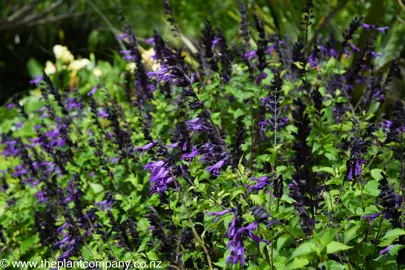 Salvia Amistad in full flower with lush green foliage.