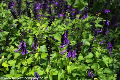 Salvia Amistad with purple flowers above lush green foliage.