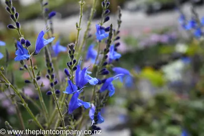 salvia-amore-