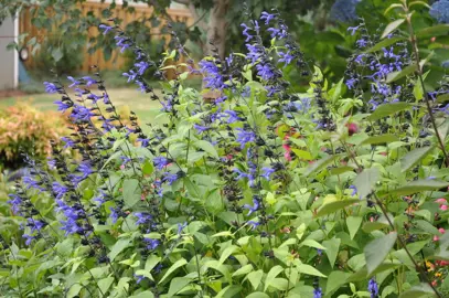 salvia-amore-2