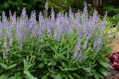 salvia-azure-snow-