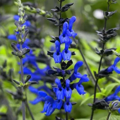 Salvia 'Black and Blue' plant with blue flowers.