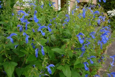 salvia-blue-angel--1