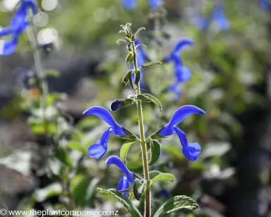 Stunning, dark blue flowers on Salvia Blue Angel.