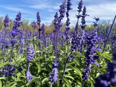 salvia-blue-victory-