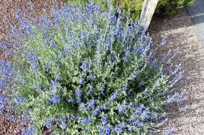 Salvia chamaedryoides plant with blue flowers and grey-green foliage.